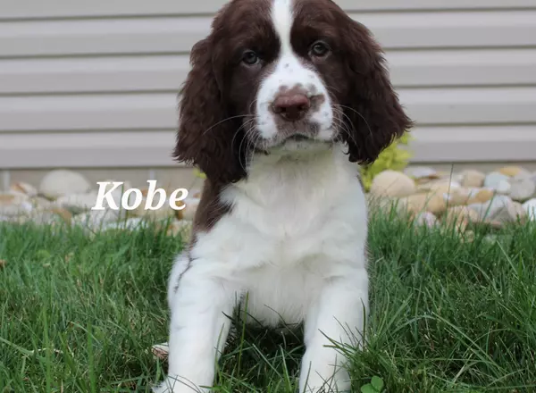 English Springer Spaniel - Kobe