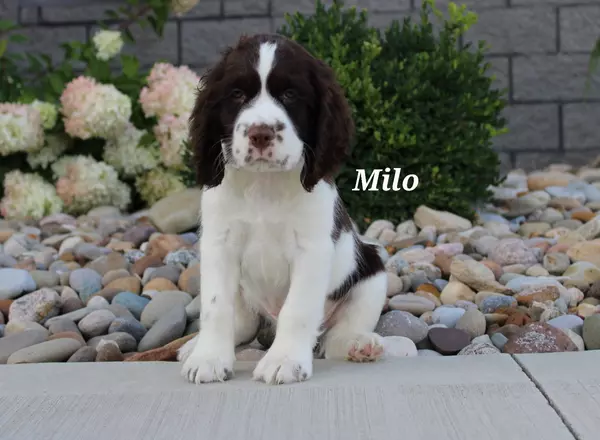 English Springer Spaniel - Milo