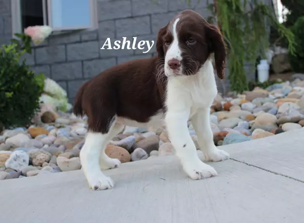 English Springer Spaniel - Ashley