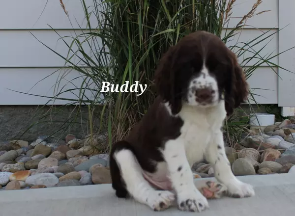 English Springer Spaniel - Buddy