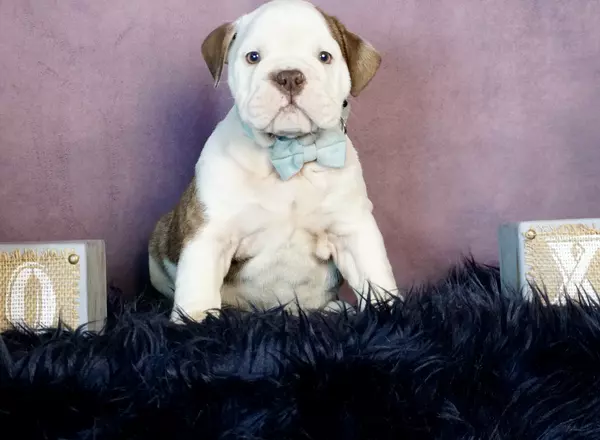 English Bulldog - Sync