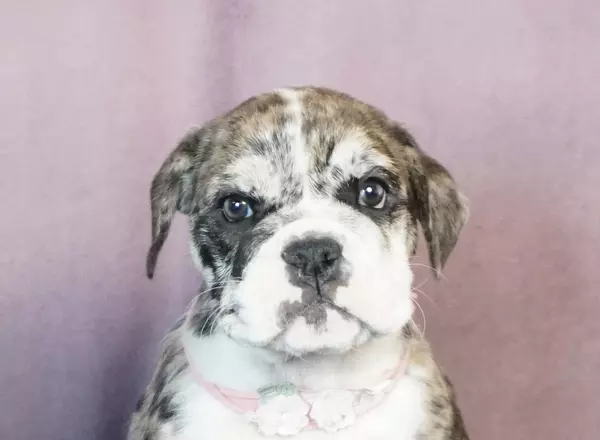 English Bulldog - Brea