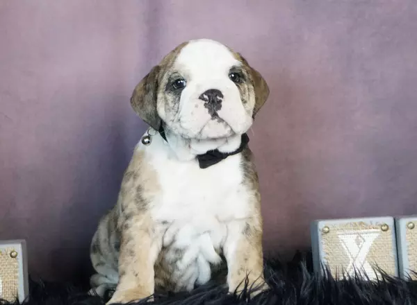 English Bulldog - Kracker