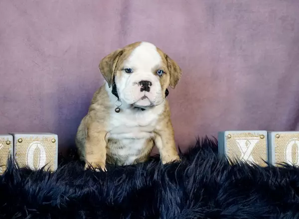 English Bulldog - Brick