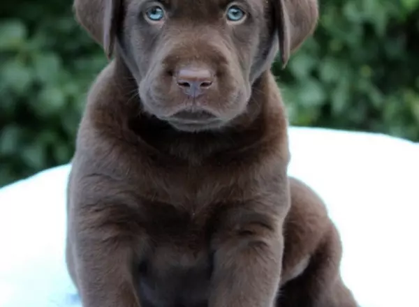 Labrador Retriever - Chocolate - Mason