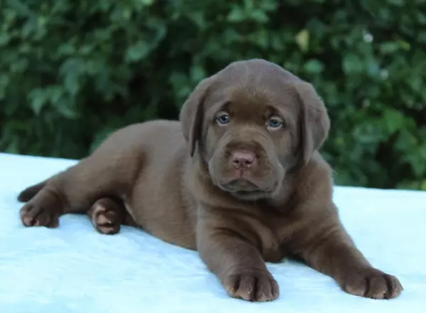 Labrador Retriever - Chocolate - Maverick