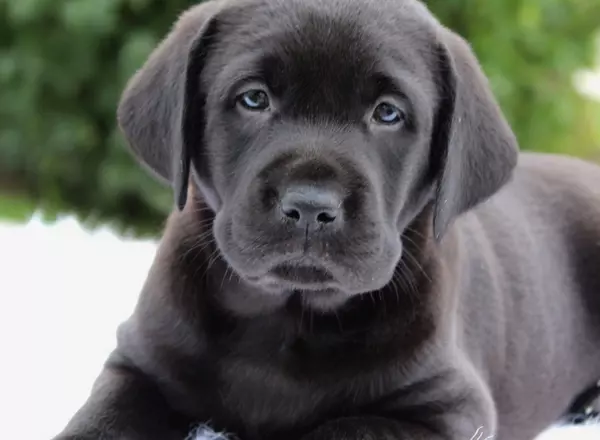 Labrador Retriever - Black - Marley