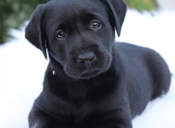 Labrador Retriever - Black - Millie