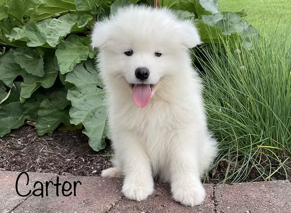 Samoyed - Carter