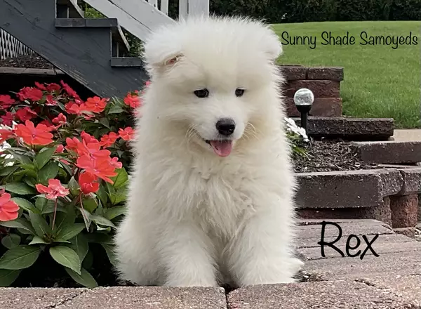 Samoyed - Rex