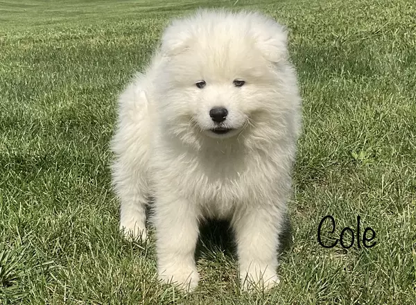 Samoyed - Cole