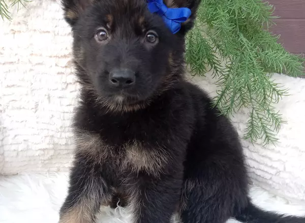 German Shepherd - Bruno