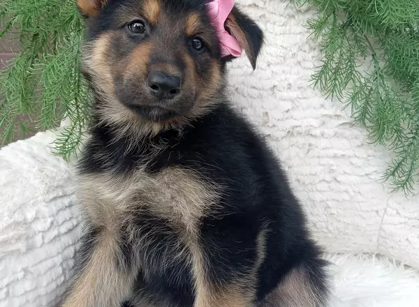 German Shepherd - Bella