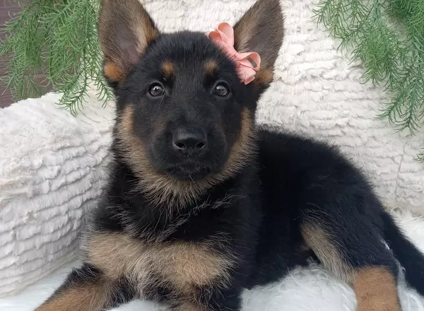 German Shepherd - Roxy