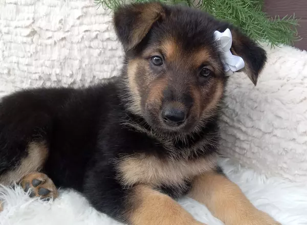 German Shepherd - Mia