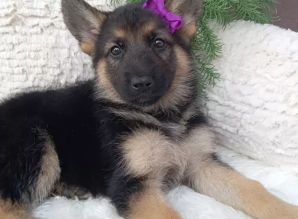 German Shepherd - Harper