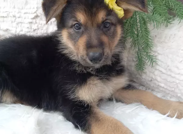 German Shepherd - Callie