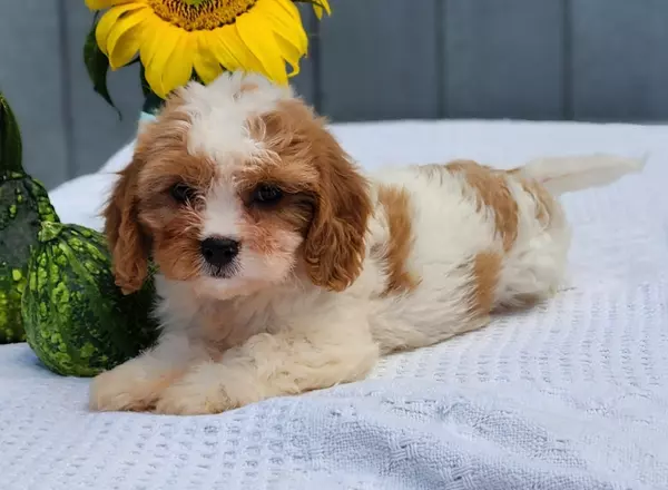 Cavachon - Ellie