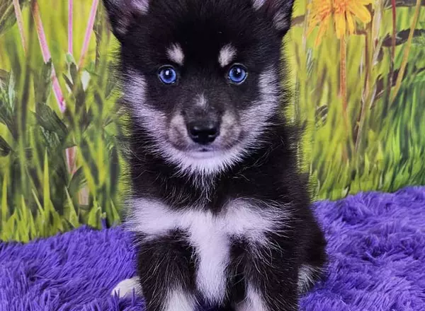 Pomsky - Theo