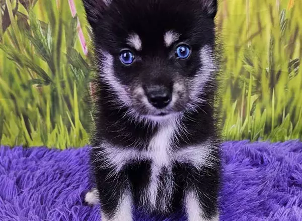 Pomsky - Toby