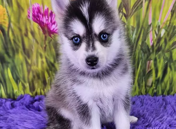 Pomsky - Trixie