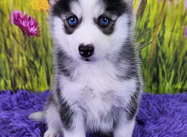 Pomsky - Cooper