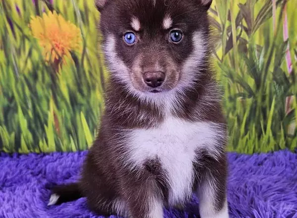 Pomsky - Carmella