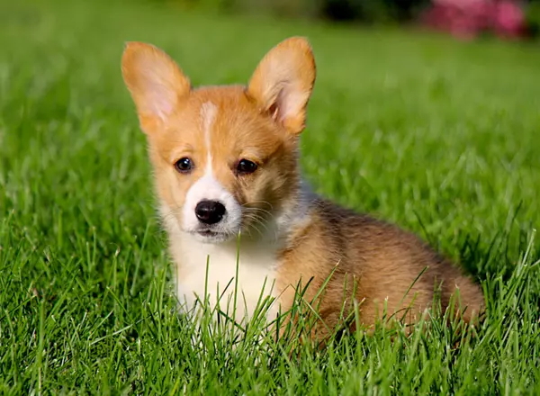 Welsh Corgi -Pembroke - Tara