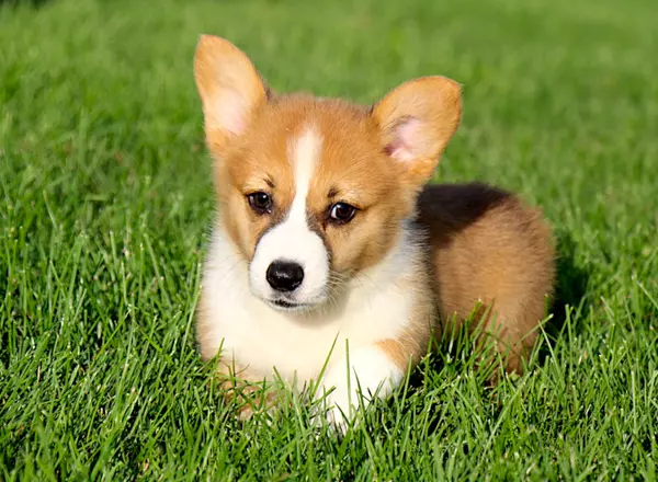 Welsh Corgi -Pembroke - Arjun