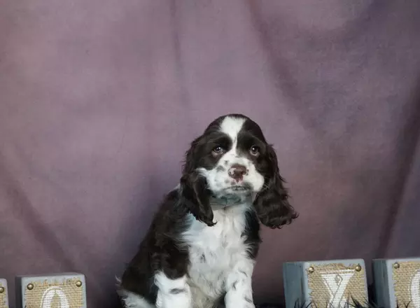 Cocker Spaniel - Stanley
