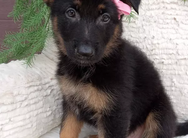 German Shepherd - Stella