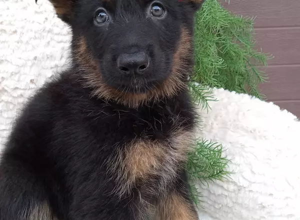 German Shepherd - Max