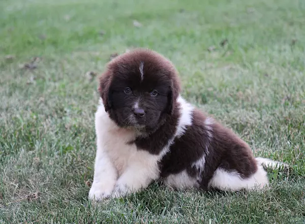 Newfoundland - Oscar