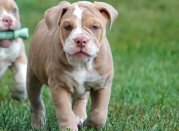 Olde English Bulldogges - Bluegate's Masie