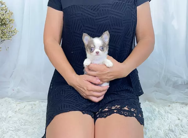 Chihuahua - Alice