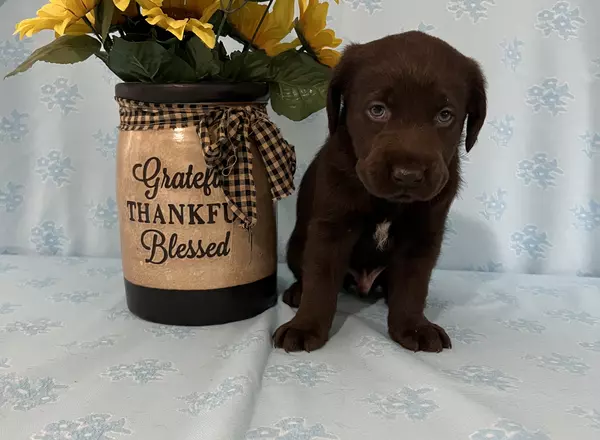 Labrador Retriever - Chocolate - Mason