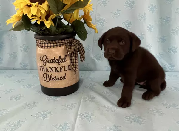 Labrador Retriever - Chocolate - Molly