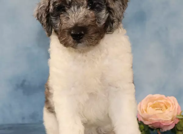 Sheepadoodle - Coral