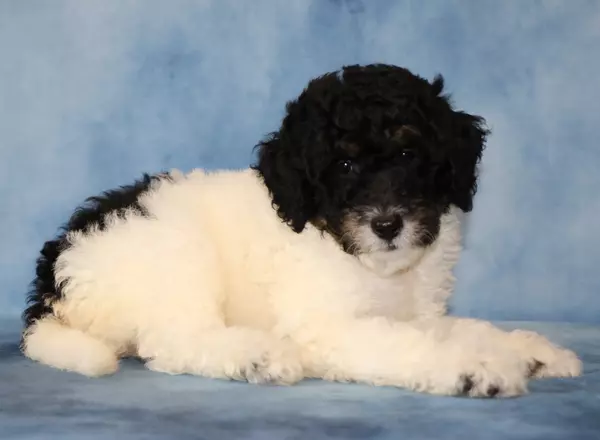 Sheepadoodle - Maple