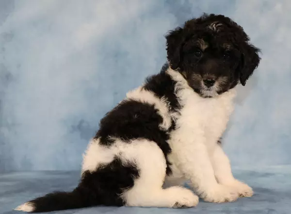 Sheepadoodle - Cinnamon