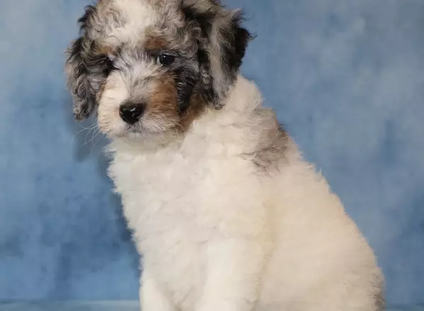 Sheepadoodle - Laurel