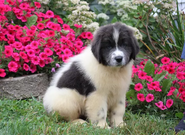 Newfoundland - Bruno