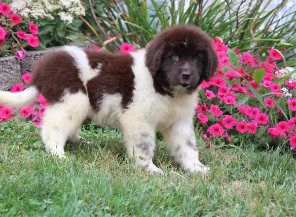 Newfoundland - Cocoa