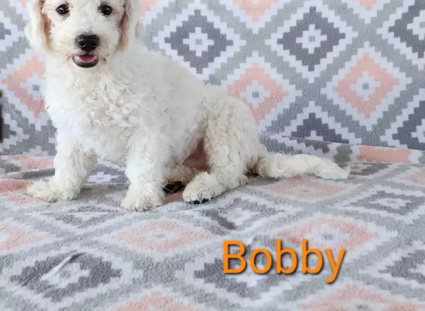 Bichon Frise - Bobby