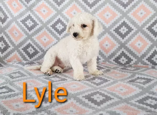 Bichon Frise - Lyle