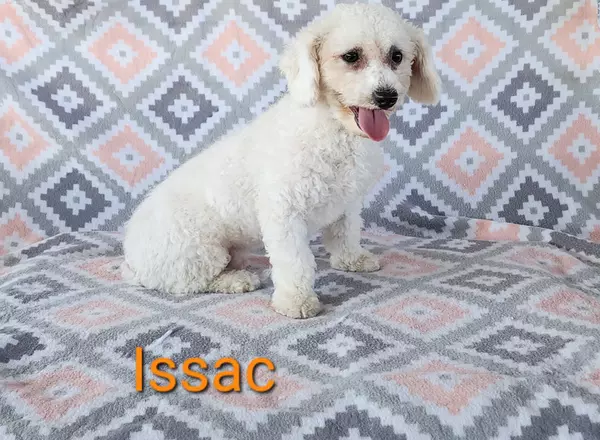 Bichon Frise - Issac