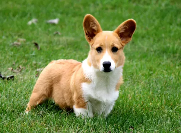 Welsh Corgi -Pembroke - Bala