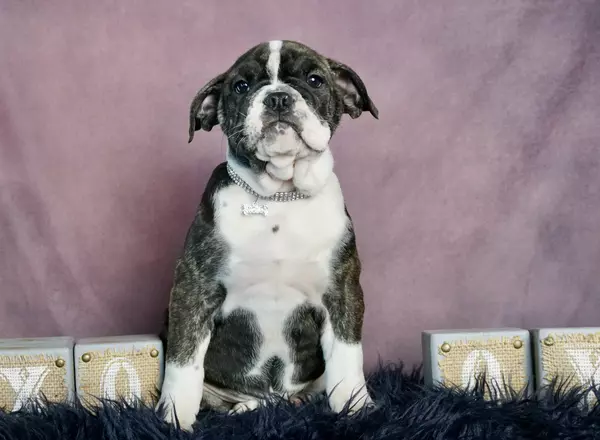 Olde English Bulldogges - Muggle