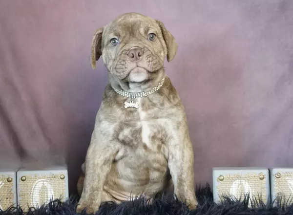 Olde English Bulldogges - Dobey