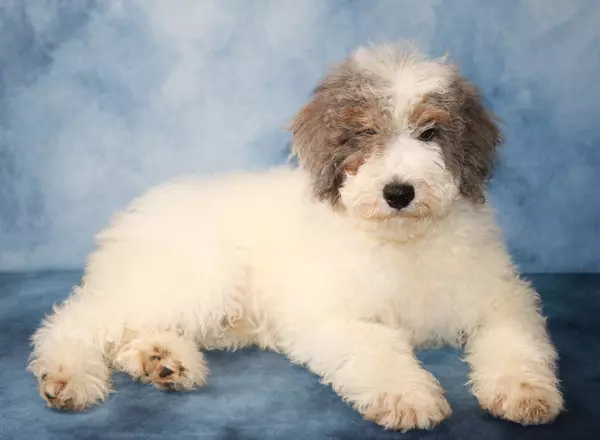 Sheepadoodle - Truffles